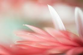 L'amore della famiglia adottiva in australia non basta a placare il rimpianto di non ritrovare il villaggio nativo: Non Esiste Una Strada Verso La Felicita La Felicita E La Strada Centodieci