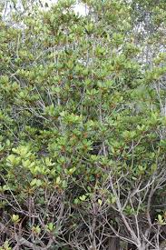 Image result for Manilkara mochisia