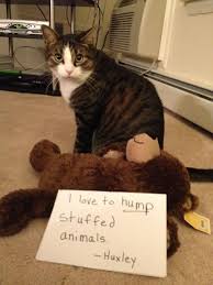Cat Shaming Google Search Cat Shaming Crazy Cats Animal Shaming