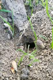 We did not find results for: How To Get Rid Of Ant Hills In Your Yard And Garden