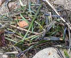 Image result for Zosteraceae