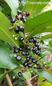 Image result for Ardisia staudtii
