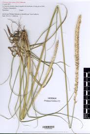 Image result for Cenchrus macrourus