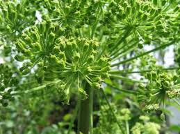 Angelique L Angelique Plante De La Meme Famille Que Le Persil La Carotte Et L Anis Est Une Bisannuelle Pouvant Atteindre Plantes Comestibles Plante Persil