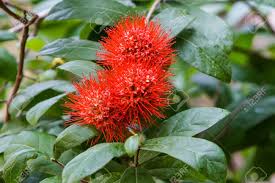Image result for Combretum erythrophyllum