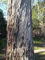 Image result for Syncarpia glomulifera