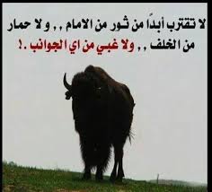 Desertrose حكمه شكلي حطبق ولا من اي جانب شو هالغباء Some Words Beautiful Quotes Funny Quotes