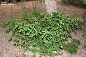 Image result for Solanum americanum