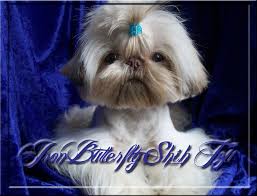 Iron Butterfly Chinese Imperial Shih Tzu Tiny Teacup Puppies For Sale Quality Small Breeder Shih Tzu Puppy Shih Tzu Imperial Shih Tzu