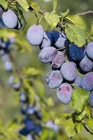 Pflaumenbaum Pflanzen Pflegen Schneiden Pflanzen Pflaumenbaum Pflaume