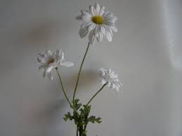 Image result for foto Kopretina