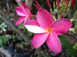 Pink Plumeria Flower With Half White Pedal Plumeria Flowers Plants