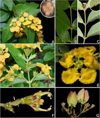 Image result for Janusia mediterranea