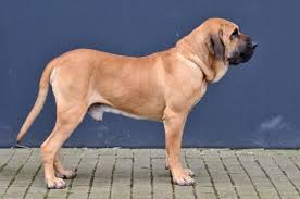 Fila brasileiro, cão de guarda. Fila Brasileiro Wikimedia Commons