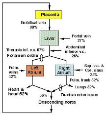 fetal circulation made easy epomedicine