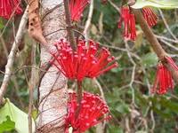 Image result for Gnidia chrysantha