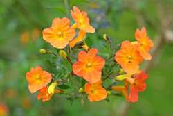 Image result for Streptosolen