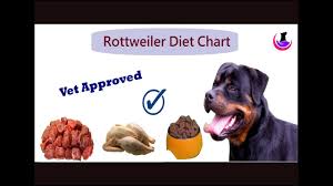 rottweiler diet chart hindi