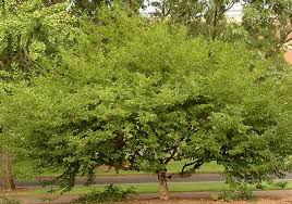 Maybe you would like to learn more about one of these? Styrax Japonicus Japanese Snowbell From Saunders Brothers Inc