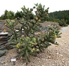 Image result for Opuntia imbricata