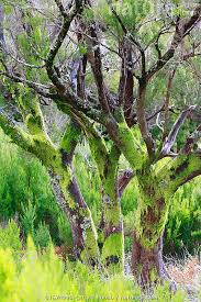 Image result for Erica arborea