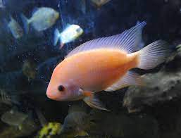 Dayton Aquarium Business Sells Fish From Around The World