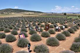 Lavanta bahçeleri keçiborlu i̇lçesi'ne bağlı kuyucak köyü'nde bulunmaktadır. Isparta Da Lavanta Tarlalarina Yogun Ilgi Son Dakika Haberleri