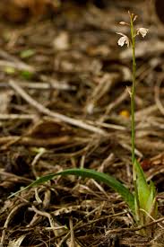 Image result for Oeceoclades maculata