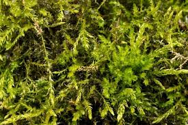Moss Photos Ohio Moss And Lichen Association Moss Plant Zombie Lichen