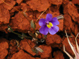 Image result for Mimulus gracilis