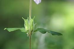 Image result for Ceratotheca integribracteata