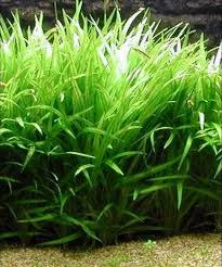 Karena itulah mereka tahan meski di tempat yang low/rendah co2. Tanaman Karpet Aquascape Non Co2 Kasurpet