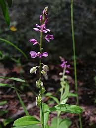 Image result for Polygala usafuensis