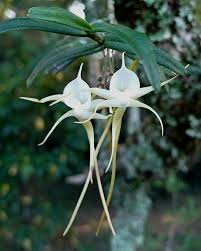 Image result for Angraecum conchiferum