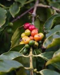 Free shipping to your door. Sustainable Coffee Farming Right Here In California Blue Bottle Coffee Lab