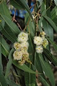 Image result for Eucalyptus saligna