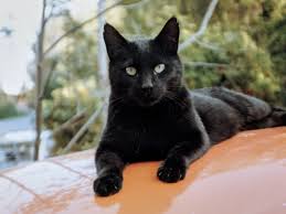 The pictures below display such cats along with the ear tuft. 21 Black Cat Breeds With Beautiful Black Coats With Pictures Pet Keen