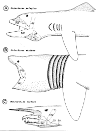 Biologicalmarginalia Cool Sea Creatures Goblin Shark Basking Shark