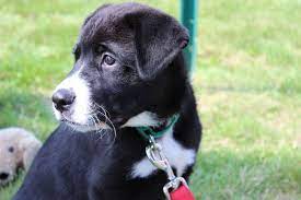 North Shore Bank Partners With Wisconsin Humane Society To Host Seventh Annual Pet Event In Fox Poin Pet Event Humane Society Pets