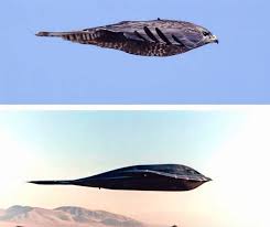 Similarity Between A Peregrine Falcon And A B 2 Stealth Bomber Stealth Bomber Peregrine Falcon Peregrine