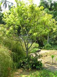 Image result for Xylopia lukei