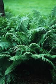 Image result for Osmundaceae