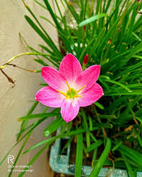 Image result for Zephyranthes minuta