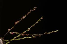 Image result for Digitaria abyssinica