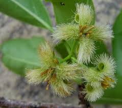 Image result for Ximenia americana