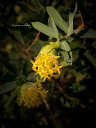 Image result for Gnidia