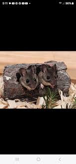 Any Dumbo and/or Rex near Albany, NY ❓️