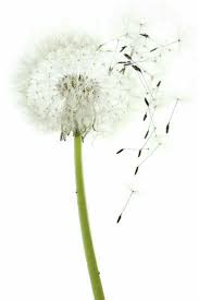 Pin By Annie Cullen On Sekil Dandelion Puffs Dandelion Seed Dandelion
