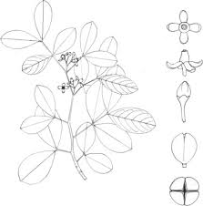 Image result for Toddalia crenulata