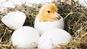 Find out how to identify a bird just from the sound of its singing with our bird song identifier playlist. How Do Baby Birds Breathe Inside Their Eggs Mental Floss